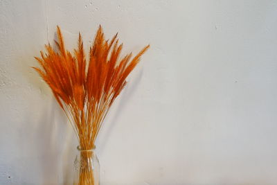Close-up of orange plant in vase against white wall