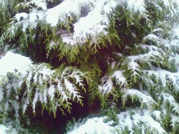Close-up of trees in forest during winter