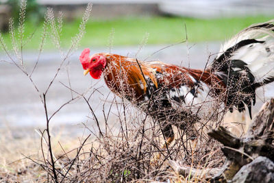 Close-up of a bird on a field