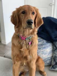 Portrait of dog sitting at home