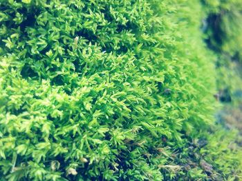 Close-up of fresh green plants