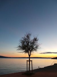 Silhouette tree on beach against clear sky at sunset