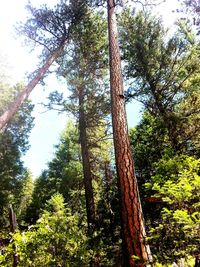 Low angle view of trees in forest