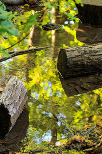 Low angle view of trees