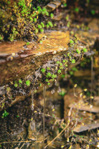 nature