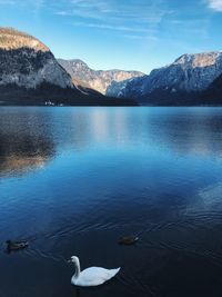 Birds swimming in lake against mountains