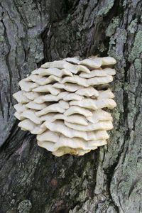 Close-up of mushroom growing on tree trunk