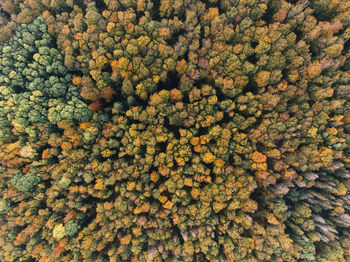 High angle view full frame shot of trees