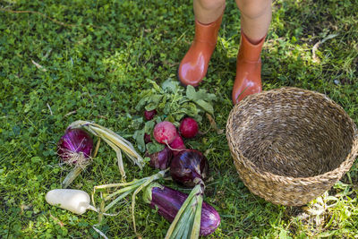 Low section of person with vegetables on field