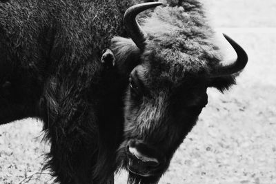 Close-up of cow on field