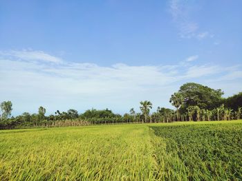 Scenic view of agricultural field against sky