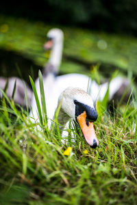 Close-up of bird on grass