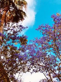 Low angle view of flowering trees against blue sky
