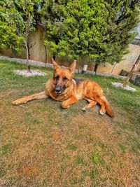 High angle view of dog on field