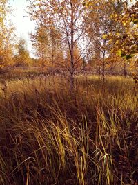 Scenic view of forest during autumn