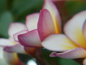 Close-up of frangipani blooming outdoors