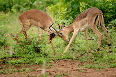 Deer in a field