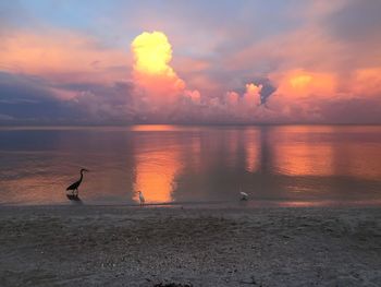 Silhouette of bird flying over beach