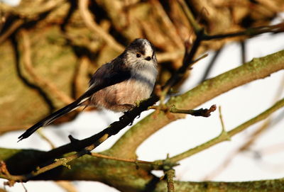 Close-up of bird perching on tree