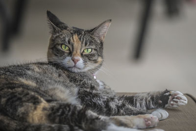 Close-up portrait of tabby cat