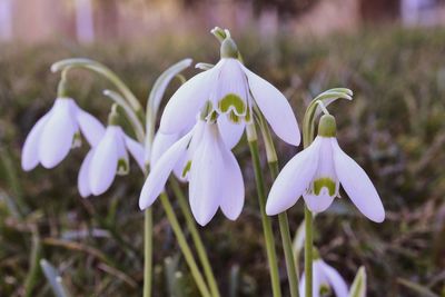 Close-up of purple crocus flowers on field