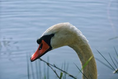 Close-up of swan swimming in lake