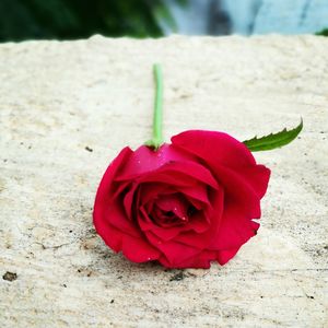 Close-up of red rose blooming outdoors