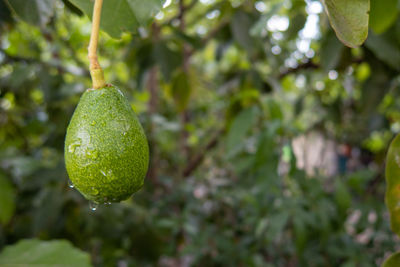 Close-up of fruit on tree