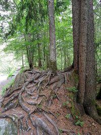 Trees growing in forest
