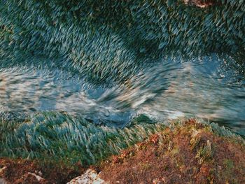 Close-up of sea shore