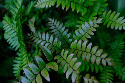 Close-up of fern leaves
