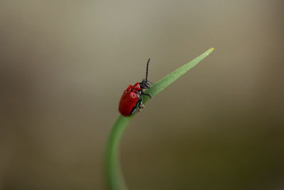 Red bug on stem