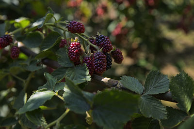 Close-up of berries growing on plant