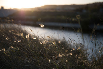 Grass growing on field against sky during sunset