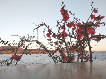 Red flowering tree by sea against clear sky