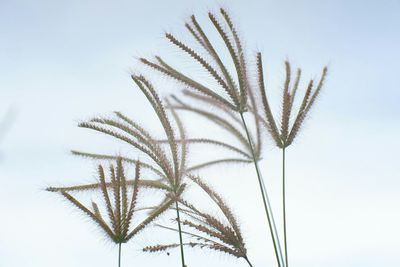Close-up of palm tree against sky