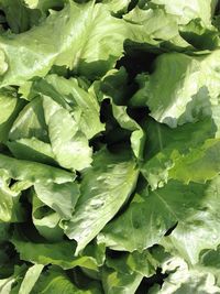 Full frame shot of plants