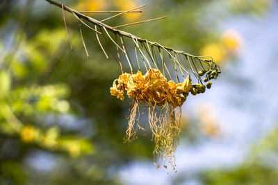 Close-up of yellow flowers