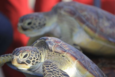 Close-up of a turtle