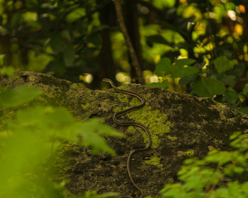 Close-up of lizard on tree