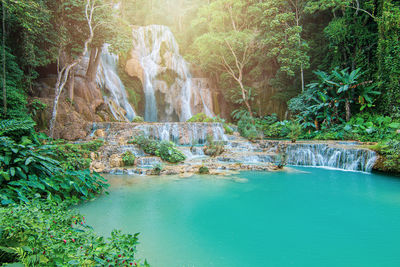 Scenic view of waterfall in forest