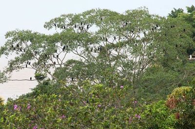 Plants growing on tree