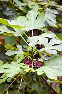 Close-up of leaves on plant