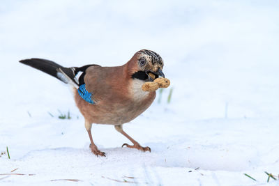Jay with peanut in the snow and on ground