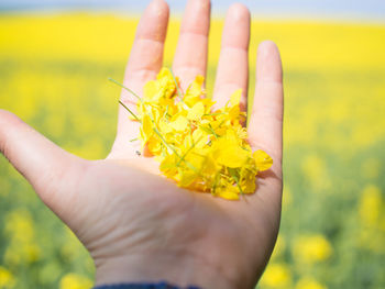 Close-up of hand holding yellow flower