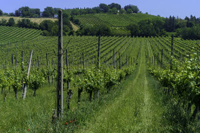 Scenic view of vineyard