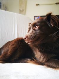 Close-up of a dog looking away