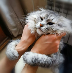 Close-up of hand holding cat