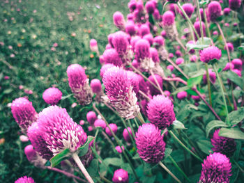 Close-up of pink flowering plants on field