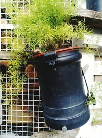 Close-up of potted plant in yard